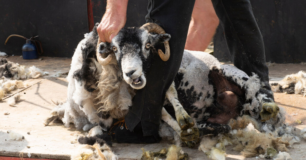 A black and white sheep with curled horns is being shorn, it's expression is comical.